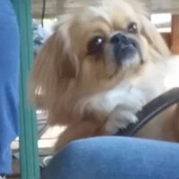 Ann Sylvester Photo 7