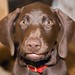 Charlie Bradford Photo 32