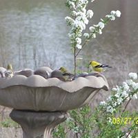 Denise Burks Photo 23