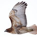 Charles Allison Photo 9