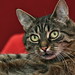 Amy Grau Photo 11