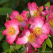 Juanita Rose Photo 30