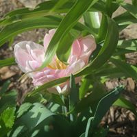 Connie Echols Photo 13