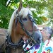 Donna Trapp Photo 29