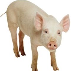 Laurel Sharp Photo 10