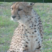 Susan Straus Photo 16