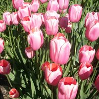 Carol Franks Photo 19