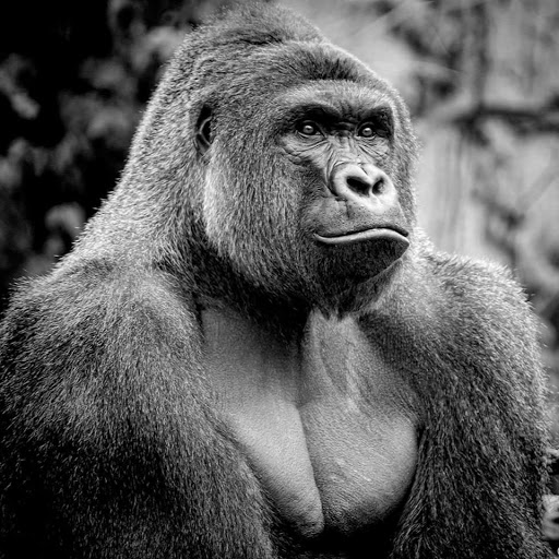 Andrew Hines Photo 36