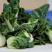 Bok Choi Photo 31