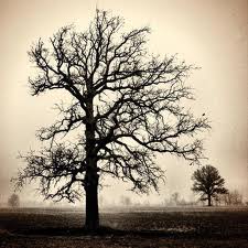 Brenda Collins Photo 9