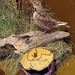 Steven Bird Photo 37