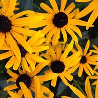 Suzanne Fitzpatrick Photo 8 Suzanne Fitzpatrick Photo 8