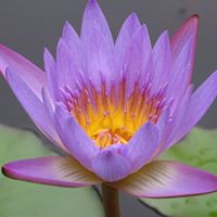 Victoria Haight Photo 4