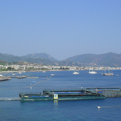 Annie Mccarthy Photo 12