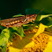 Debra Rutledge Photo 23