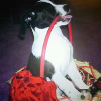 Lorraine Collins Photo 22