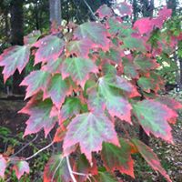Jan Wicks Photo 8