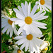 Margarita Flores Photo 16