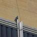 Paul Falco Photo 10