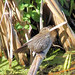 Juanita Reed Photo 35