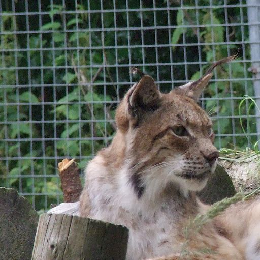 Anne Beattie Photo 22