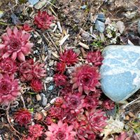 Frances Whalen Photo 5