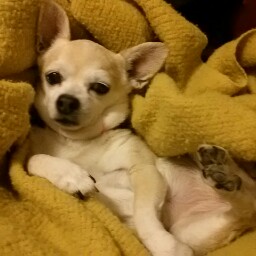 Johnny Weir Photo 11