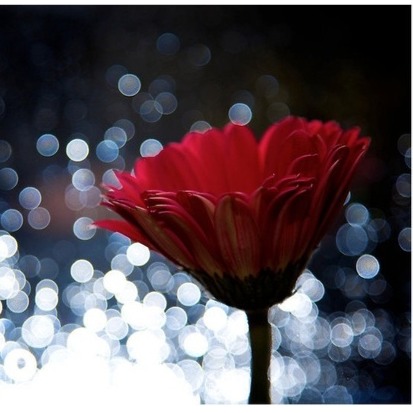 Anna Pierce Photo 19