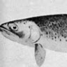 James Trout Photo 38