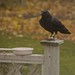 Sue Crow Photo 10