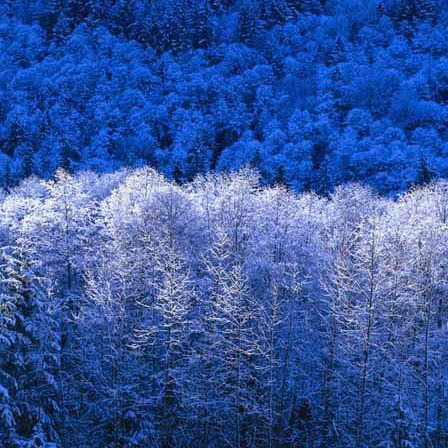 Antoinette Holmes Photo 7