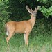 Lindsey Buck Photo 24