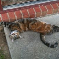 Frederick Wilkinson Photo 19