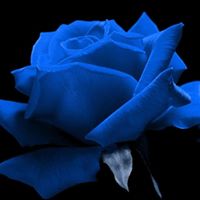 Deborah Halverson Photo 23