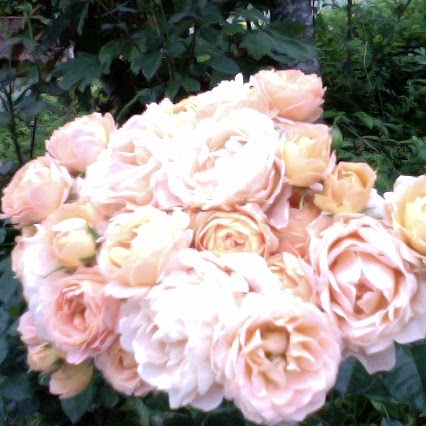 Marie Devine Photo 22