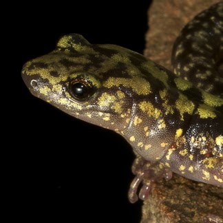 Todd Pierson Photo 25