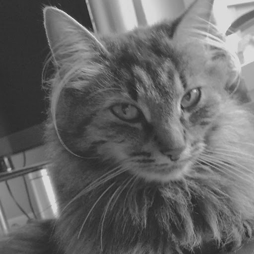 David Stenger Photo 35