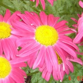 Tammy Rasmussen Photo 9