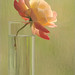 Rose Flowers Photo 29