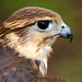Elizabeth Hawk Photo 32