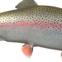 Travis Trout Photo 17