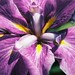 Diane Danielson Photo 41