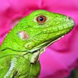 Caroline Carr Photo 29