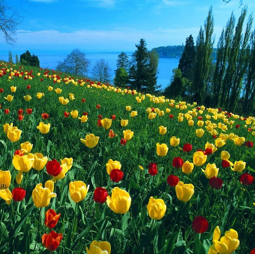 Mohammad Sayeed Photo 14 Mohammad Sayeed Photo 14