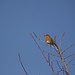 Robin Horton Photo 47