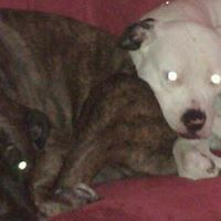 Janet Dreyer Photo 9