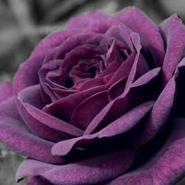 Tracy Layton Photo 8