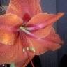 Kathy Schaefer Photo 32