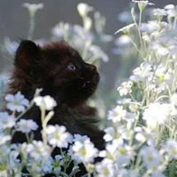 Cindy Moler Photo 11