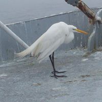 Debra Shrader Photo 11